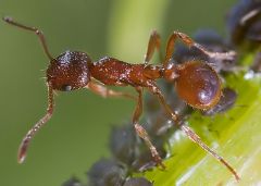 Mrówka